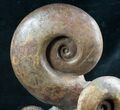 Lytoceras Ammonite Sculpture - Tall #7986-3